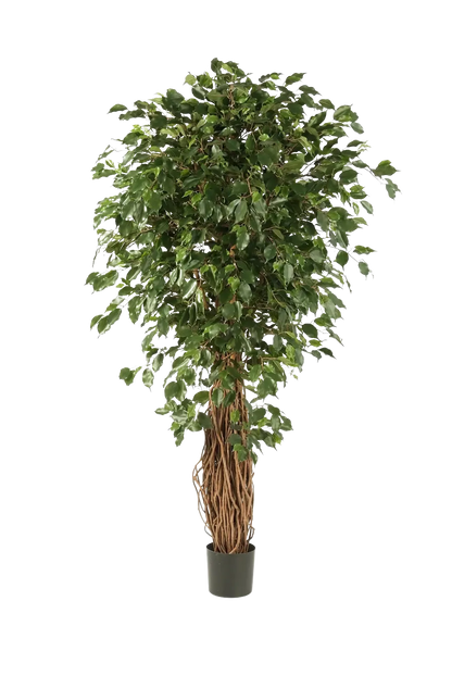Künstlicher Ficus Liana - Josefine, 240 cm, Kunstbaum von aplanta, mit Echtholzstamm, mit Mangrovenstamm, im schwarzen Topf