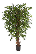 Künstlicher Ficus - Juna, 210 cm, Kunstbaum von aplanta, mit Echtholzstamm, mit Mangrovenstamm, im schwarzen Topf, in Natur
