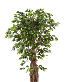 Künstlicher Ficus - Jannik auf transparentem Hintergrund mit echt wirkenden Kunstblättern in natürlicher Anordnung. Künstlicher Ficus - Jannik hat die Farbe Natur und ist 270 cm hoch. | aplanta Kunstpflanzen