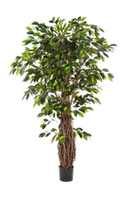 Künstlicher Ficus - Jannik, 330 cm, Kunstbaum von aplanta, mit Echtholzstamm, mit Mangrovenstamm, im schwarzen Topf, in Natur