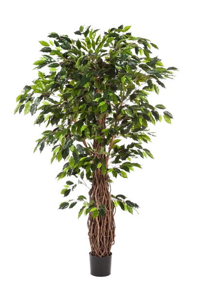 Künstlicher Ficus - Jannik, 330 cm, Kunstbaum von aplanta, mit Echtholzstamm, mit Mangrovenstamm, im schwarzen Topf, in Natur
