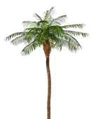 Hochwertige Kunstpalme auf transparentem Hintergrund mit echt wirkenden Kunstblättern in natürlicher Anordnung. Künstliche Dattelpalme - Kaan hat die Farbe Natur und ist 250 cm hoch. | aplanta Kunstpflanzen