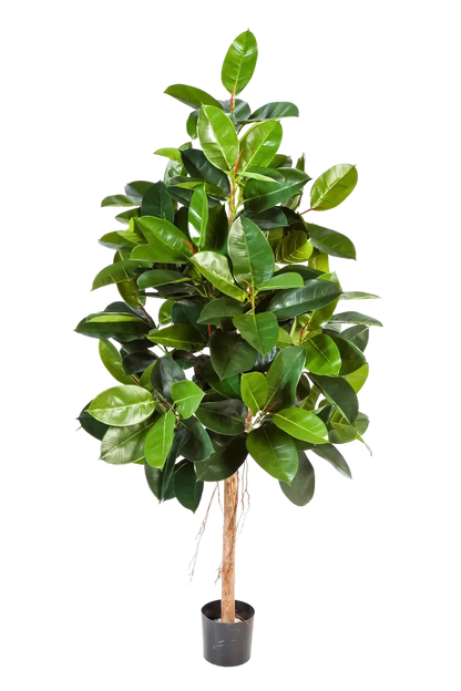 Künstlicher Gummibaum - Karim, 210 cm, Kunstbaum von aplanta, mit Echtholzstamm, in Natur, für drinnen