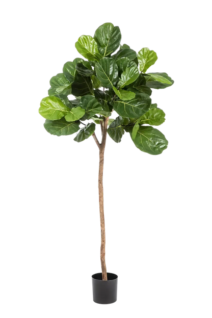Künstliche Geigenfeige - Leni, 200 cm, Kunstbaum von aplanta, mit Echtholzstamm, in Natur, für drinnen