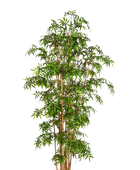Künstlicher Bambus - Lucia | 230 cm