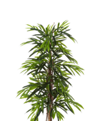 Künstliche Longifolia - Marvin | 210 cm