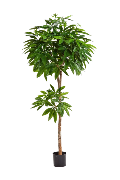 Künstliche Pachira - Natalia auf transparentem Hintergrund mit echt wirkenden Kunstblättern in natürlicher Anordnung. Künstliche Pachira - Natalia hat die Farbe Natur und ist 180 cm hoch. | aplanta Kunstpflanzen