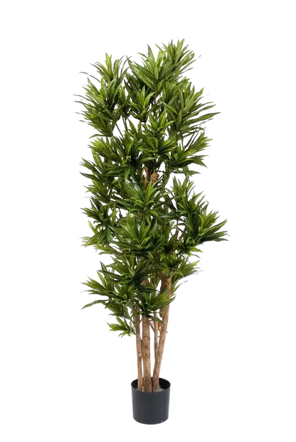 Künstliche Dracaena Reflexa - Sylvaran, 150 cm, Kunstbaum von aplanta, in Grün, für drinnen