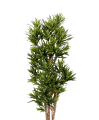 Künstlicher Drachenbaum Reflexa - Neo auf transparentem Hintergrund mit echt wirkenden Kunstblättern. Diese Kunstpflanze gehört zur Gattung/Familie der 