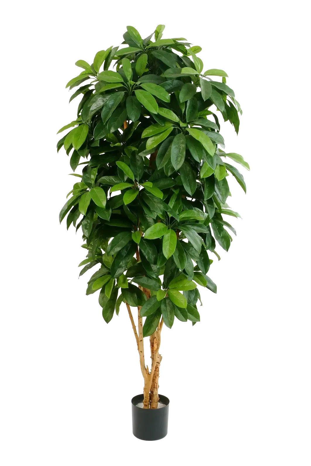 Künstliche Schefflera - Ove auf transparentem Hintergrund mit echt wirkenden Kunstblättern in natürlicher Anordnung. Künstliche Schefflera - Ove hat die Farbe Natur und ist 172 cm hoch. | aplanta Kunstpflanzen