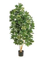 Künstliche Schefflera - Omer, 170 cm, Kunstbaum von aplanta, in Natur, für drinnen
