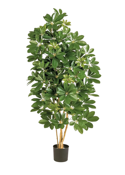 Künstliche Schefflera - Omer, 170 cm, Kunstbaum von aplanta, in Natur, für drinnen