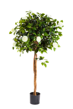 Künstlicher Kamelienbaum - Pina auf transparentem Hintergrund mit echt wirkenden Kunstblättern. Diese Kunstpflanze gehört zur Gattung/Familie der "Kamelien" bzw. "Kunst-Kamelien".