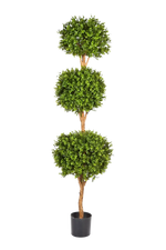 Hochwertiger Buchsbaum künstlich auf transparentem Hintergrund mit echt wirkenden Kunstblättern in natürlicher Anordnung. Künstlicher Buchsbaum - Ruben hat die Farbe Natur und ist 190 cm hoch. | aplanta Kunstpflanzen