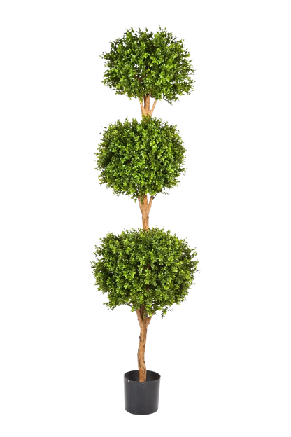 Hochwertiger Buchsbaum künstlich auf transparentem Hintergrund mit echt wirkenden Kunstblättern in natürlicher Anordnung. Künstlicher Buchsbaum - Ruben hat die Farbe Natur und ist 190 cm hoch. | aplanta Kunstpflanzen