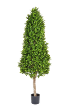 Hochwertiger Buchsbaum künstlich auf transparentem Hintergrund mit echt wirkenden Kunstblättern in natürlicher Anordnung. Künstlicher Buchsbaum - Rene hat die Farbe Natur und ist 170 cm hoch. | aplanta Kunstpflanzen