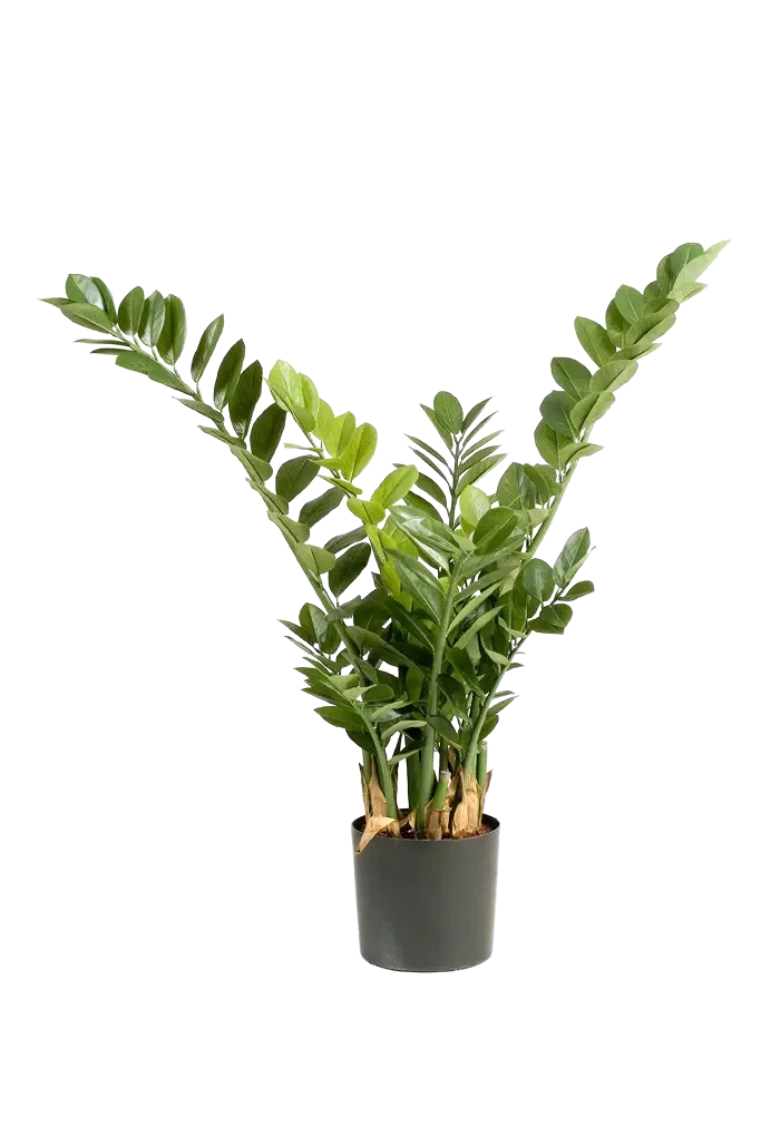 Künstliche Zamioculcas - Svea | 90 cm