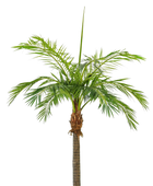 Hochwertige Kunstpalme auf transparentem Hintergrund mit echt wirkenden Kunstblättern in natürlicher Anordnung. Künstliche Phoenixpalme - Saskia hat die Farbe Natur und ist 480 cm hoch. | aplanta Kunstpflanzen