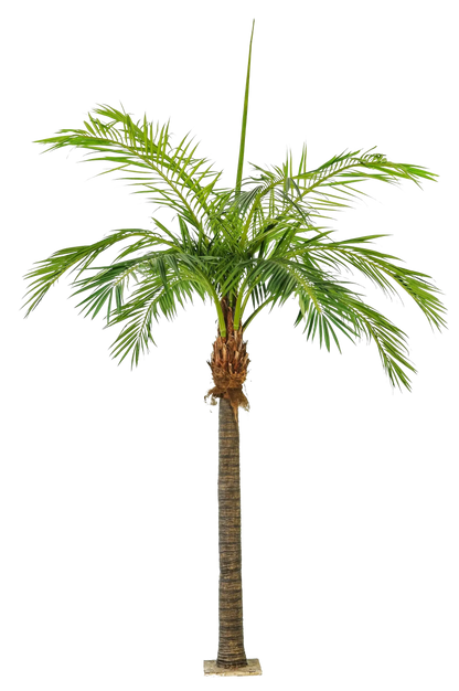 Künstliche Phoenixpalme - Saskia, 480 cm, Kunstbaum von aplanta, in Natur, für drinnen