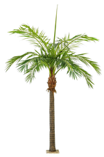 Künstliche Phoenixpalme - Saskia, 420 cm, Kunstbaum von aplanta, in Natur, für drinnen