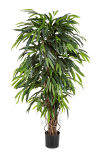 Künstliche Longifolia - Steven, 210 cm, Kunstbaum von aplanta, in Natur, für drinnen