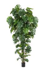 Künstliche Monstera - Chris, 280 cm, Kunstbaum von aplanta, mit Echtholzstamm, im schwarzen Topf, in Natur, für drinnen
