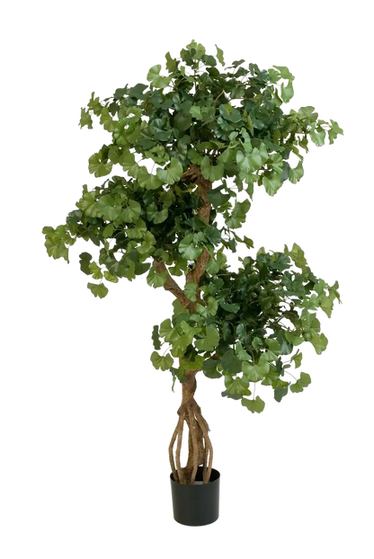 Künstlicher Gingko - Titus, 145 cm, Kunstbaum von aplanta, feuerhemmend, im schwarzen Topf, 145 cm feuerhemmend, in Natur