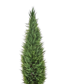 Künstliche Zypresse - Philip auf transparentem Hintergrund mit echt wirkenden Kunstblättern in natürlicher Anordnung. Künstliche Zypresse - Philip hat die Farbe Natur und ist 150 cm hoch. | aplanta Kunstpflanzen