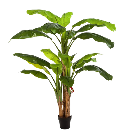 Künstlicher Bananenbaum - Pauline auf transparentem Hintergrund mit echt wirkenden Kunstblättern. Diese Kunstpflanze gehört zur Gattung/Familie der "Bananenbäume" bzw. "Kunst-Bananenbäume".