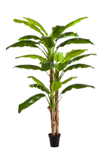 Künstlicher Bananenbaum - Pauline auf transparentem Hintergrund mit echt wirkenden Kunstblättern in natürlicher Anordnung. Künstlicher Bananenbaum - Pauline hat die Farbe Natur und ist 300 cm hoch. | aplanta Kunstpflanzen
