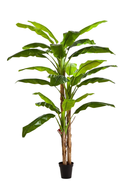 Künstlicher Bananenbaum - Pauline auf transparentem Hintergrund mit echt wirkenden Kunstblättern in natürlicher Anordnung. Künstlicher Bananenbaum - Pauline hat die Farbe Natur und ist 300 cm hoch. | aplanta Kunstpflanzen