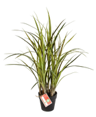 Hochwertiges Kunstgras auf transparentem Hintergrund mit echt wirkenden Kunstblättern in natürlicher Anordnung. Künstliches Grass - Oceane hat die Farbe und ist 75 cm hoch. | aplanta Kunstpflanzen