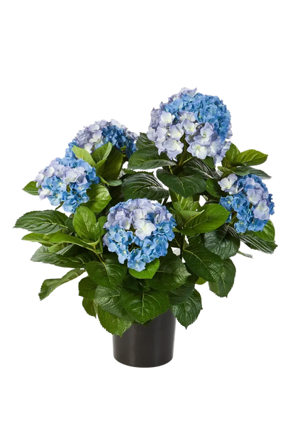 Hochwertige Hortensie künstlich auf transparentem Hintergrund mit echt wirkenden Kunstblättern in natürlicher Anordnung. Künstliche Hortensie - Naomi hat die Farbe Blau und ist 53 cm hoch. | aplanta Kunstpflanzen