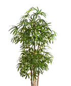 Künstliche Steckenpalme - Nela | 170 cm