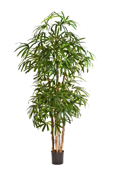 Künstliche Steckenpalme - Nela, 170 cm, Kunstbaum von aplanta, in Natur, für drinnen