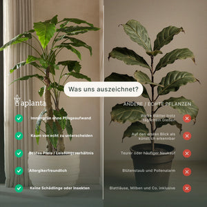 Palmier Kentia artificiel - Cecilia | 260 cm