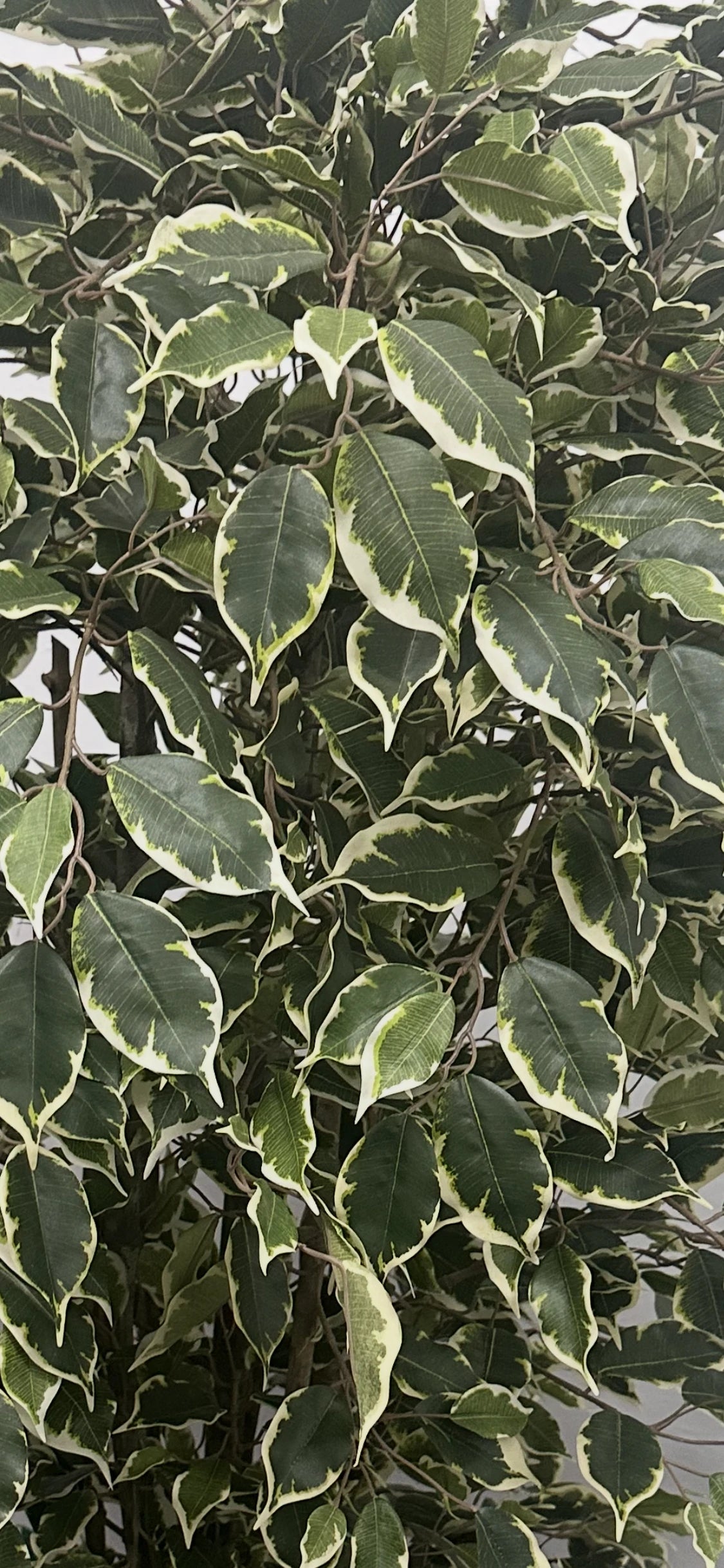 Künstlicher Ficus – Ravian | 120 cm
