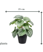 Künstliche Peperomia - Klara | 25 cm