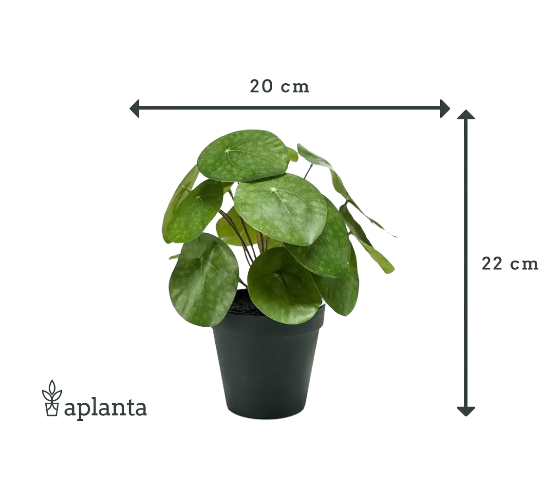 Künstlicher Geldbaum - Justin | 22 cm