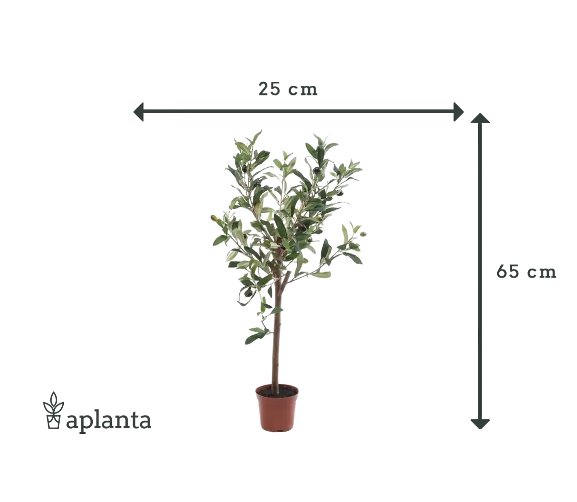 Künstlicher Olivenbaum - Carina | 65 cm