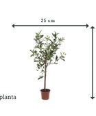 Künstlicher Olivenbaum - Carina | 65 cm