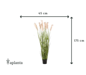 Künstliches Pampasgras - Luis | 175 cm