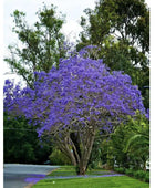 Purple Jacaranad