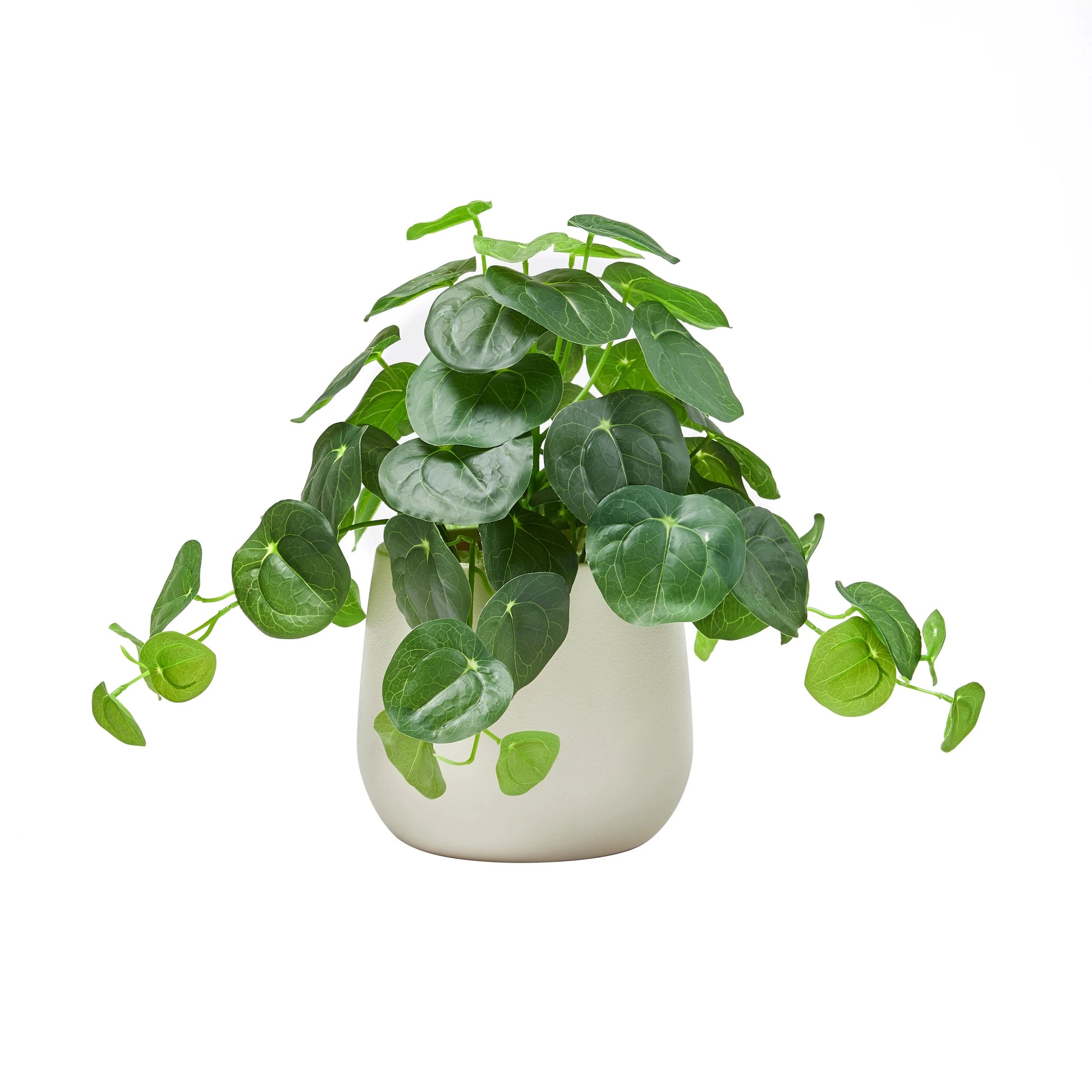 Künstlicher Geldbaum – Cassian | 39 cm