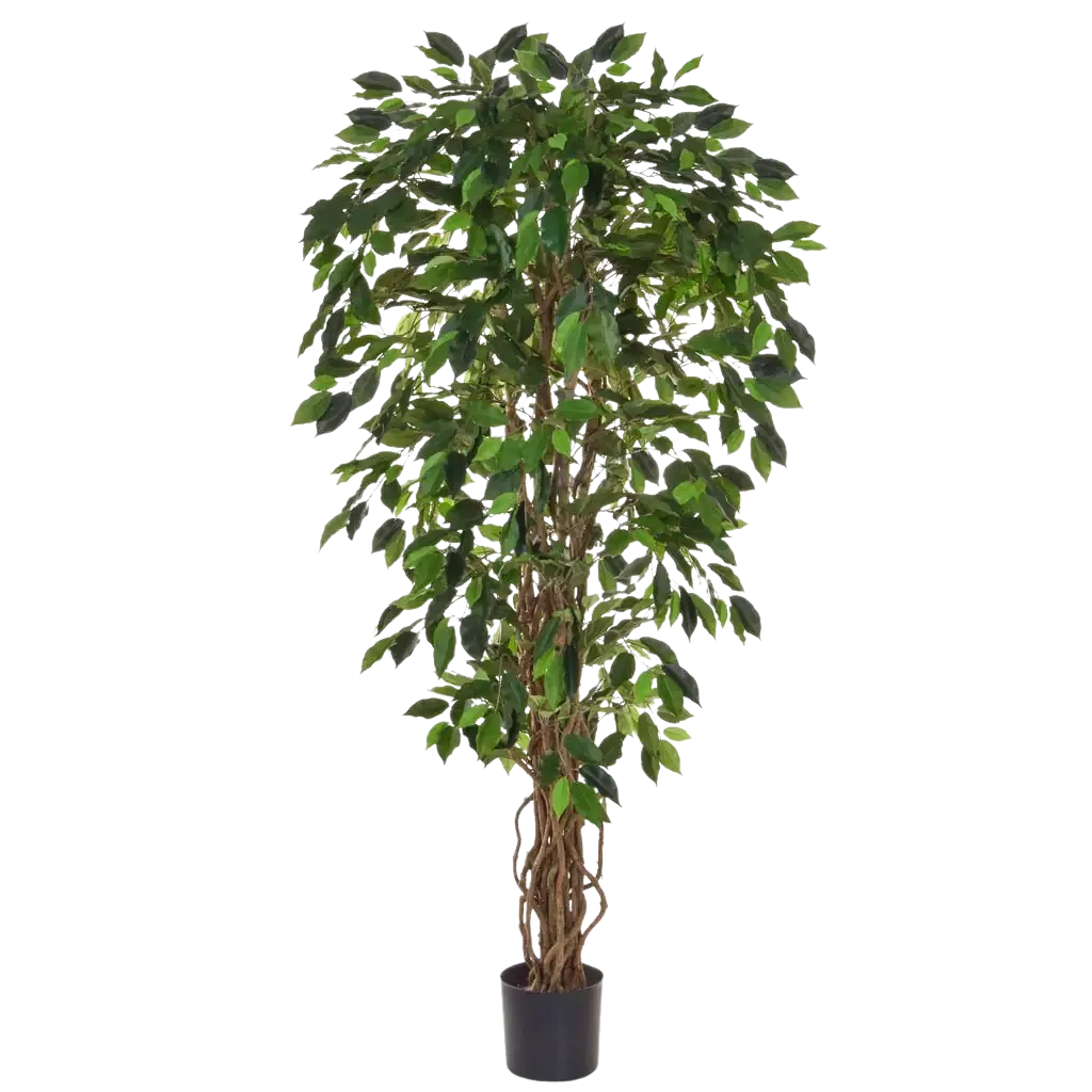 Künstlicher Ficus - Norbert | 150 cm