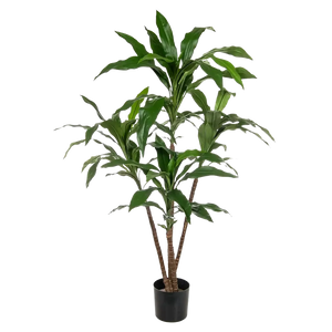 Künstliche Dracaena - Michel | 60 cm