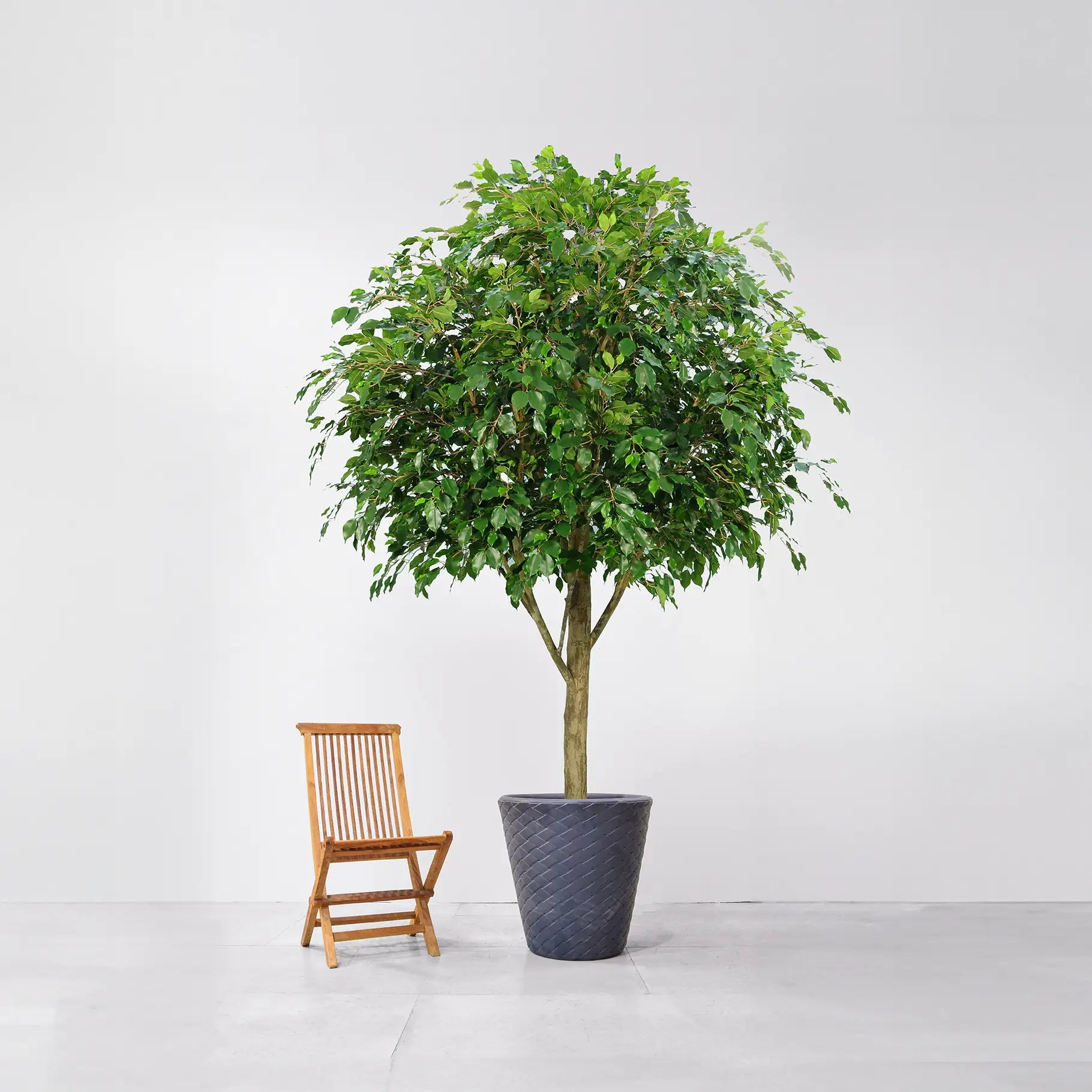 Künstlicher Ficus - Angela | 300 cm
