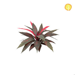 Künstliche Dracaena - Herbert, 45 cm, Kunstpflanze von aplanta, UV-beständig, in Rot, für draußen