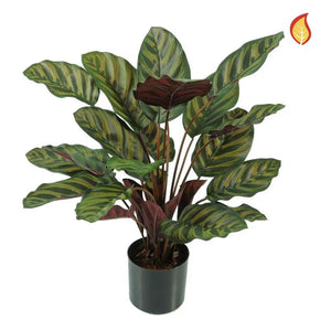 Künstliche Calathea - Gernot | 58 cm