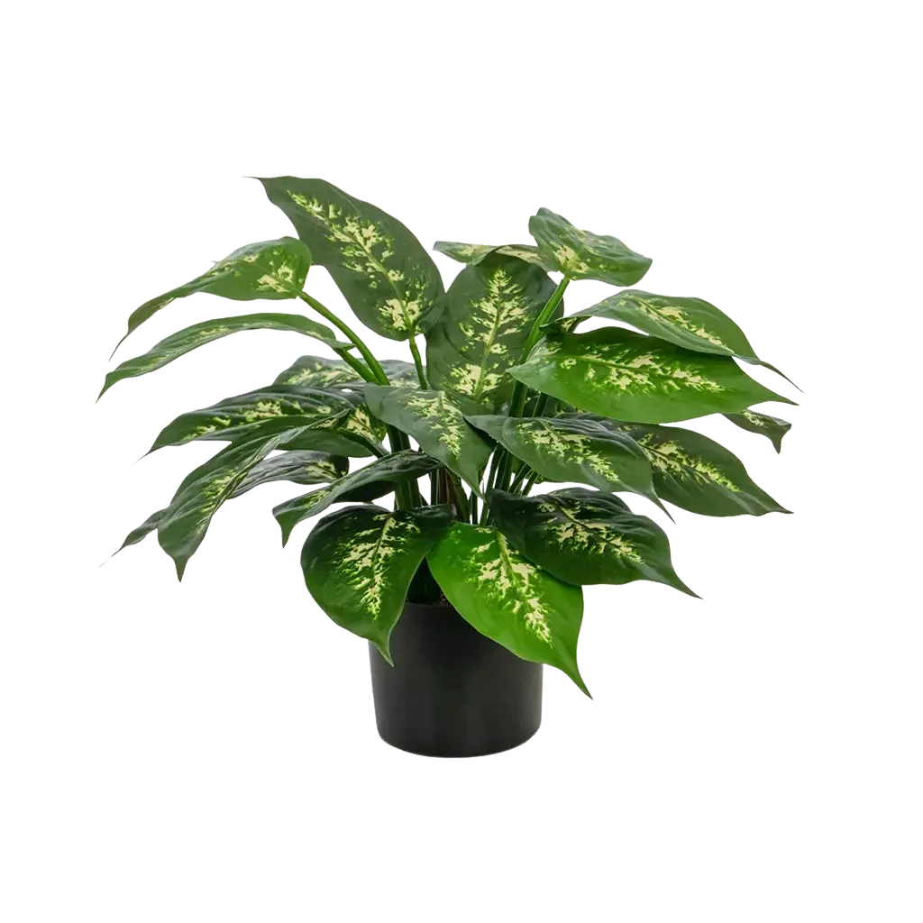Künstliche Dieffenbachia - Julius | 37 cm